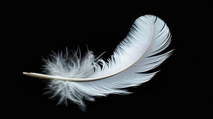 Macro white feather on black background