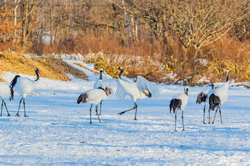 タンチョウのダンス
