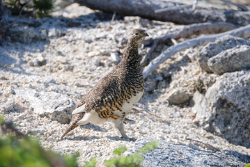 A snow grouse (a rock ptarmigan) / ライチョウ(初夏の北アルプス) @槍穂高連峰～表銀座縦走路，穂高連山トレッキングコース)