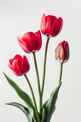 Obraz premium flower Photography, Kaufmanniana Tulips copy space on right, Comport, bliss, Full body shot, Front View, looking camera, Studio Lighting, Isolated on white Background
