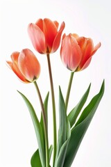 Naklejka premium three Greigii Group Tulips in studio, white copy space on right side, Comport, bliss, close up, Studio Lighting, Flower Photography, Isolated on white Background
