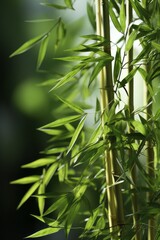 a close up of a bamboo plant with green leaves