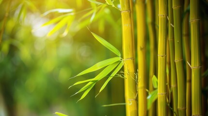 Fototapeta premium Golden Bamboo Grove in Sunlight