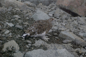 A snow grouse (a rock ptarmigan, female) / ライチョウ，夏毛から冬毛へ(初夏の北アルプス・槍穂高連峰～表銀座縦走路)