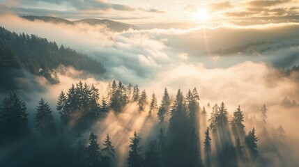 Fototapeta premium Sunrise in the misty forest. Scenic view of flying over pine mountain forest in the morning. Sunbeams in the fog, foggy sunny mountain valley, sea of clouds to the horizon
