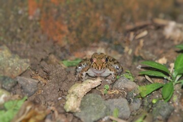 a common toad hunts at night