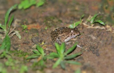 a common toad hunts at night