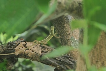 A chameleon hunts in a tree during the day