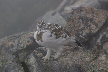 A snow grouse (a rock ptarmigan, female) / ライチョウ，夏毛から冬毛へ(初夏の北アルプス・槍穂高連峰～表銀座縦走路)