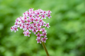 Pale pink flowers of Darmera Peltata, or Saxifragaceae, blooming in a wetland, as a nature background
