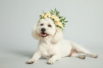 Adorable Bichon wearing wreath made of beautiful flowers on grey background
