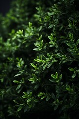 Obraz premium a close up of a bush with green leaves