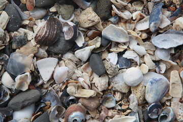 Sea shells on the beach, Pillar Point, Half Moon Bay California USA