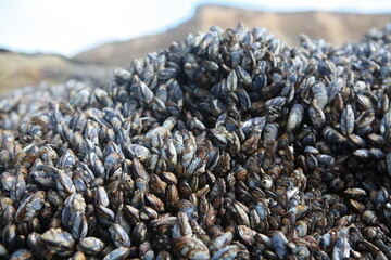 Closeup of live mussels on rock in the wild, Pillar Point, Half Moon Bay, California