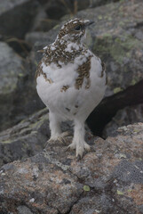 A snow grouse (a rock ptarmigan, female) / ライチョウ，夏毛から冬毛へ(初夏の北アルプス・槍穂高連峰～表銀座縦走路)