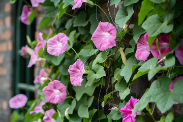 Close-Up of a Flowering Vine