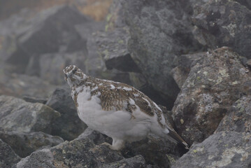 A snow grouse (a rock ptarmigan, female) / ライチョウ，夏毛から冬毛へ(初夏の北アルプス・槍穂高連峰～表銀座縦走路)