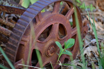 Rusty Antique Wheel in a Garden