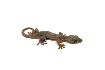 ヤモリ　ニホンヤモリ　白バック