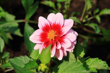 Obraz premium ピンクと赤の花のクローズアップ