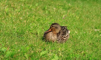 公園にいる鴨　カナダ モントリオール