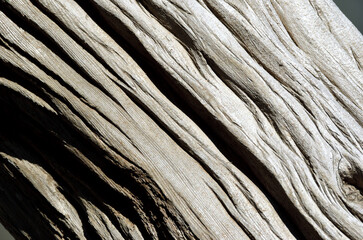 枯れ木の造形　グラフィック素材