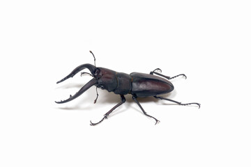 ノコギリクワガタ　白バック
