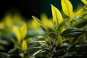 Obraz premium a close up of a plant with green leaves