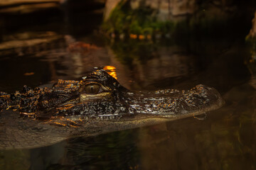 Aquarium alligator peeking head above water in tank enclosure