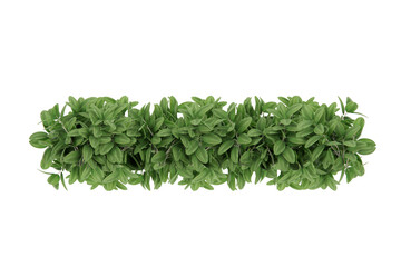 Obraz premium Front view plant leaves shrub on transparent background