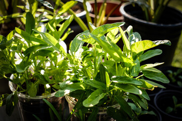 Green leafy plants growing in a transparent container bathed in sunlight for gardening, plant...