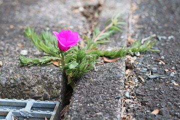 Powerful pink flower blooming in the crevices of man-made structures