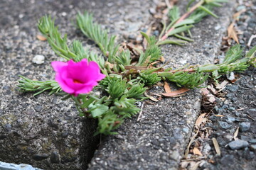Peonies blooming in a concrete ditch