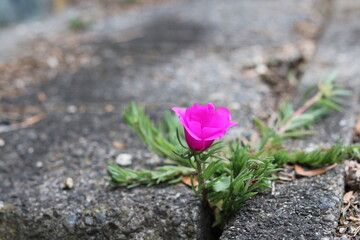 Contrast between pink flowers and green leaves