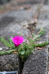 Pretty pink flower bloom strongly in a concrete trench