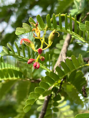 tamarind flower in nature garden