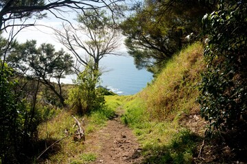 Hiking trails in the Bream Head (Te Whara) Scenic Reserve, may 2024, new zealand,