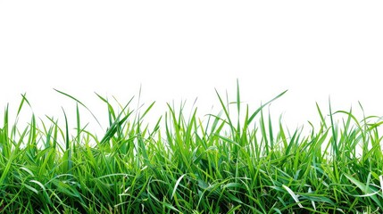 Fototapeta premium White background with green grass