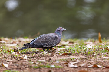 pomba-asa-branca (Patagioenas picazuro)
