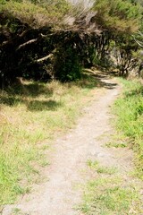Fototapeta premium Hiking trails in the Bream Head (Te Whara) Scenic Reserve, may 2024, new zealand,