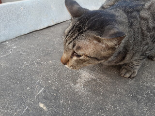 Fototapeta premium gray cat in the street