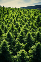 Fototapeta premium Field of marijuana plants, expansive cannabis farm, vibrant green, aerial view background