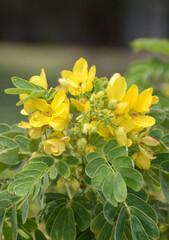 beautiful Senna surattensis flowers in the garden