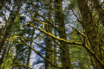 Mossy Tree 2