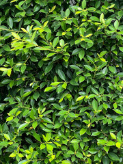 Obraz premium background from green banyan leaves