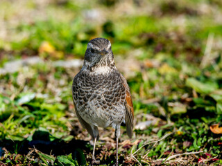 草むらのツグミ