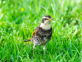 草むらのツグミ