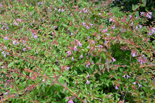 Glossy abelia flowers. Caprifoliaceae perennial shrub. Small bell-shaped flowers bloom from early summer to autumn. Used as a hedge, etc.