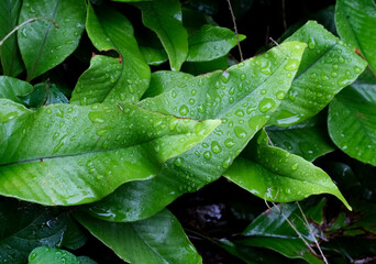 雨の日の水玉の付いた緑の葉