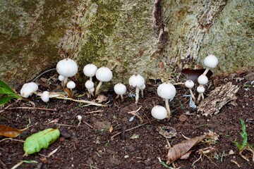 Groups of white fungi mushroom on park or forest soil ground isolated on horizontal ratio tree...